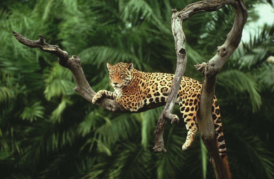 Panthera onca Jaguar